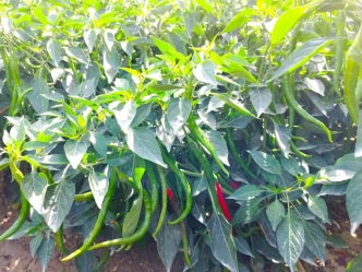 20240920142631755003