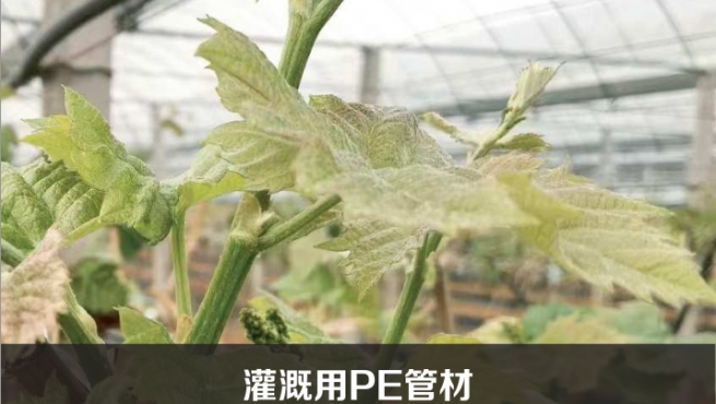 �����PE�ܲ�