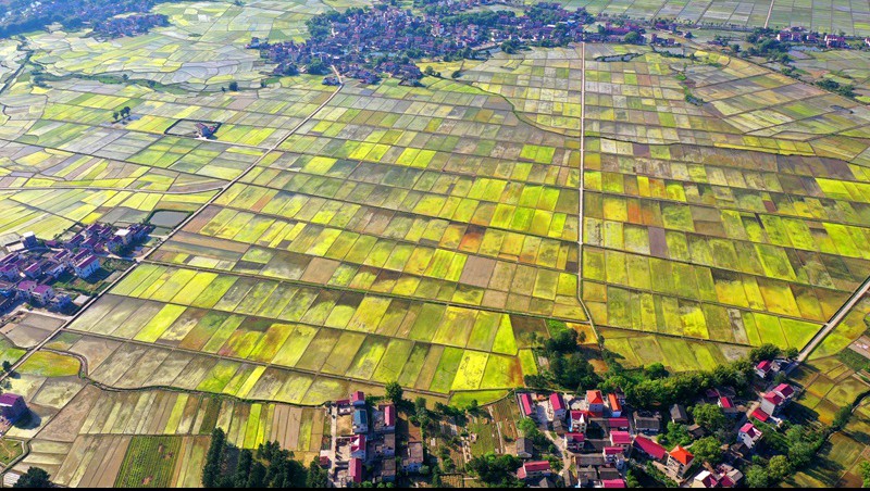 ����ʡ�Ϸ���2020����ȫ���ϻ���ƶ��߳߶�ũ�ｨ����Ŀ